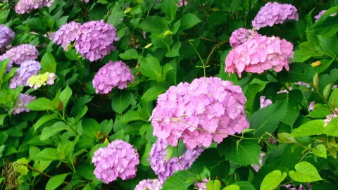 Swaying Hydrangeas in the Wind 스톡 동영상 327451898