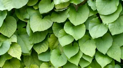 Swaying ivy Stockbeeldmateriaal 10562516