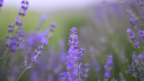 Swaying lavender in 4K slow-mo, framed by soft, blurred green nature behind. Stock Footage 292822752