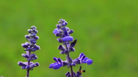 Swaying Lavender Flower Stems Stockbeeldmateriaal 49835595