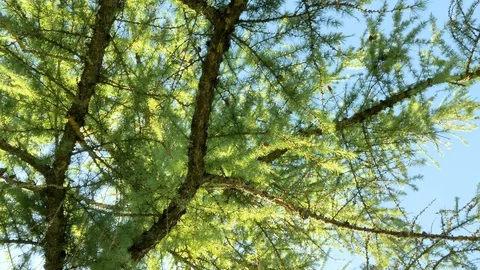 The swaying leaves and branches of the tree Stock Footage 114744391