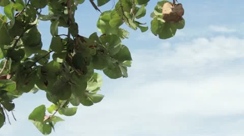 Swaying Leaves Stock Footage 12366825