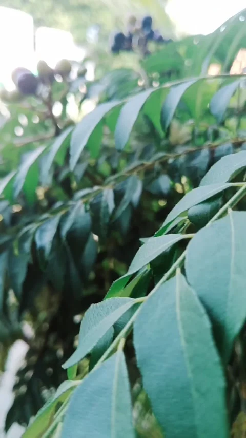 Swaying leaves Stock Footage 226605441