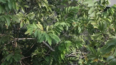 Swaying leaves of the guava tree Stock Footage 237295684