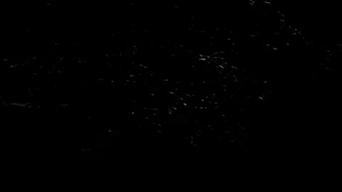 The swaying leaves sway when it's dark Stock Footage 280685772