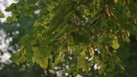 Swaying leaves of tree under soft embrace of warm sunlight Stock Footage 274249092