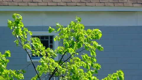 The swaying leaves at the window in spring Video stock 169678186