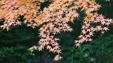 Swaying Maple Leaves Stock Footage 327426819