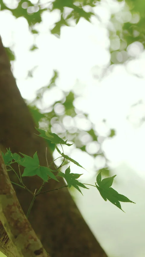Swaying Maple Leaves 스톡 동영상 332849172