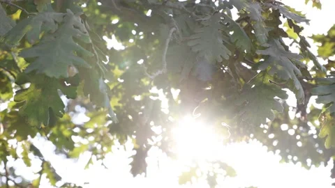 Swaying oak leaves in the wind with direct sunlight. Carbon net zero concept Stock Footage 221545013