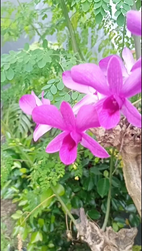 Swaying orchid Stock Footage 219732166