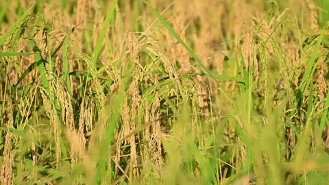 Swaying paddy in rice field Stock Footage