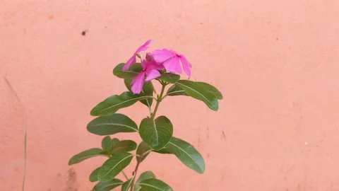 The swaying palm flower Stock Footage 218436323