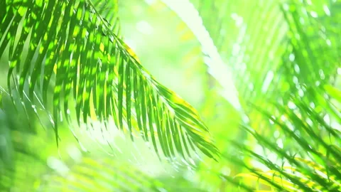 Swaying Palm Leaves in the Wind Video stock 332183003