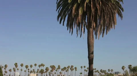 Swaying palm tree against the blue sky Stock Footage 51447186
