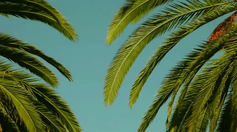 Swaying palm tree against the blue sky Stock Footage 51447526