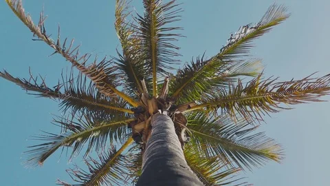 Swaying palm tree against the blue sky Stock Footage 70407090