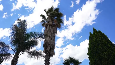 Swaying palm tree. Stock Footage 167667727