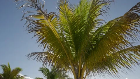 The Swaying Palm Tree Stock Footage 268926487