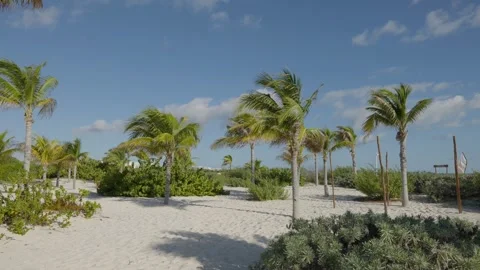 The Swaying Palm Tree Stock Footage 268926490