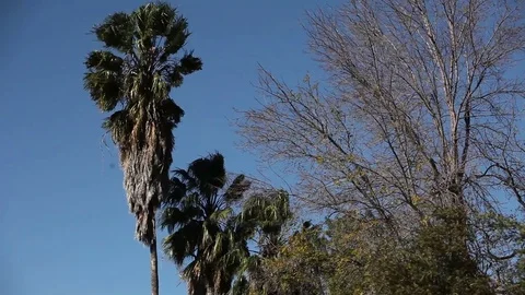 Swaying palm trees are in a park in a sunny day Stock Footage 73581091