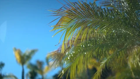 Swaying Palm Trees Video stock 105091651
