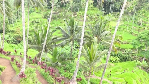 Swaying palm trees frame emerald rice terraces in Bali's highlands, where t.. Stock Footage 299654036