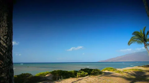 Swaying Palm Trees overlooking Ocean Video stock 38842697
