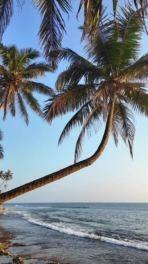 Swaying Palm Trees In Slow Motion Against Blue Sky On Hikkaduwa Beach Sri Lanka Stock Footage 329164495