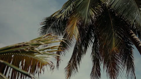 Swaying palm trees waving softly against azure sky, revealing serene tropical Stock Footage 308567779