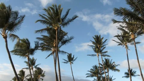 Swaying Palms In The Blue Sky Video stock 106301339