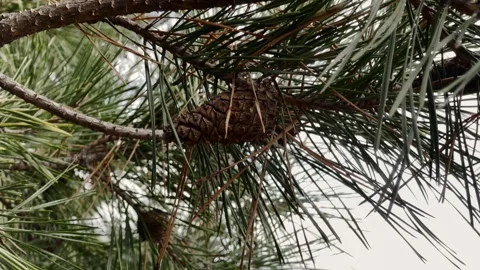 Swaying Pine Branch Stock Footage 255462507