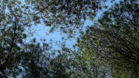 The swaying of pine leaves seen from below Stock Footage 280377647