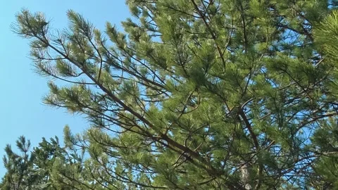 Swaying Pine Tree Canopies – Cinematic 4K Autumn Footage Video stock 331280280