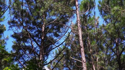 Swaying Pine Trees in the Wind Video stock 233291329