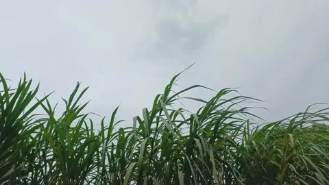 Swaying plants Video stock 272192631