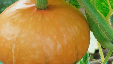 Swaying Pumpkin in the Wind Stock Footage 327448860
