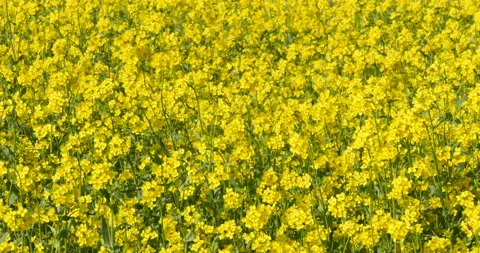 Swaying of Rape Flowers on a field Vidéo 162576974