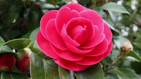 Swaying red camellia Stock Footage 237038924
