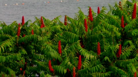 Swaying Red Plants Stock Footage 313624
