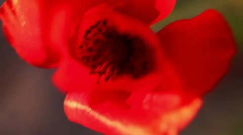 Swaying red poppy (close-up) Stock Footage 10903044