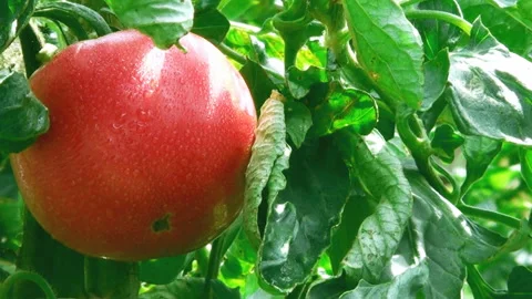 Swaying Red Tomato in the Wind Stock Footage 327443847
