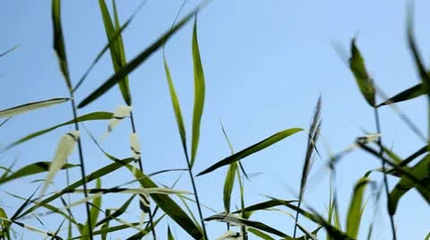 Swaying reed Video stock 8918398