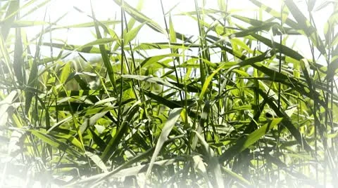 Swaying reed Stock Footage 10562614