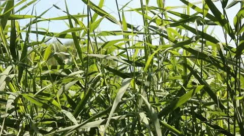 Swaying reed Stock Footage 10703729