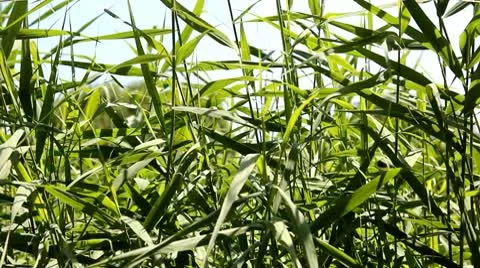 Swaying reed Stock Footage 10704142