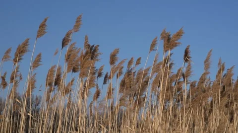 SWAYING REED. Stock Footage 59982183