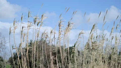 Swaying reed Stock Footage 125855048