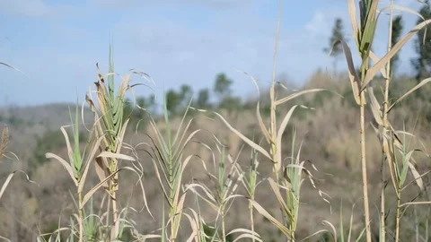 Swaying reed Stock Footage 125855169