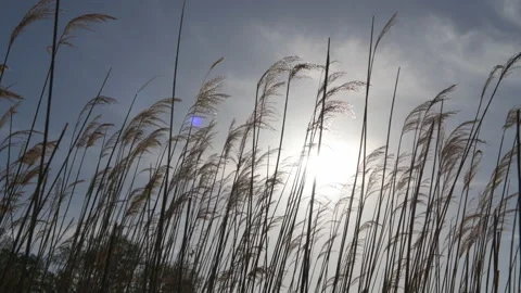 Swaying reed in sunlight. Stock Footage 146786454